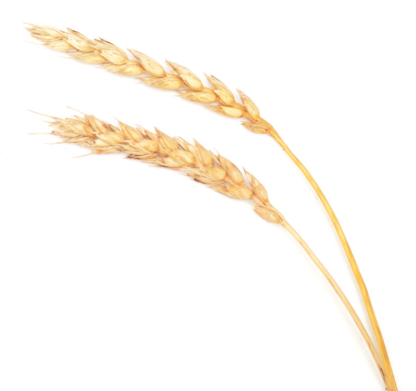 Weizen auf Weiß - Foto, Bild