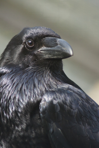 Common Raven  - Corvus corax - Photo, Image