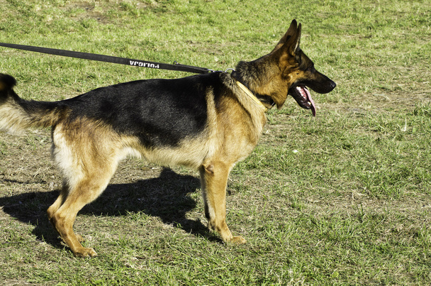 Собака полиции - Фото, изображение