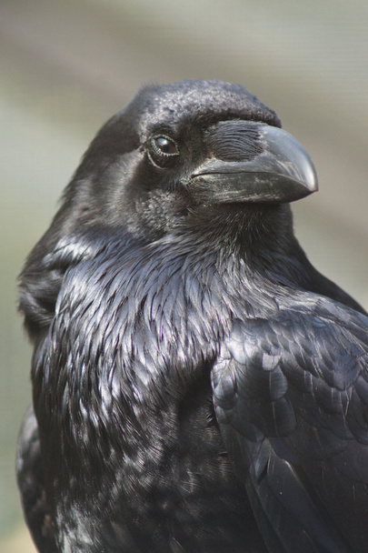 Common Raven  - Corvus corax - Foto, Imagen