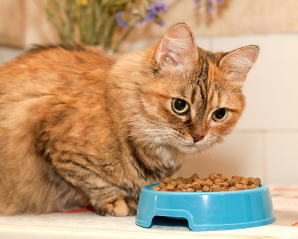 Gato rojo y tazón de comida seca
 - Foto, imagen