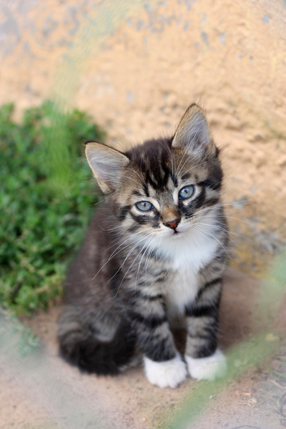 Divertente carino gattino annusa
 - Foto, immagini