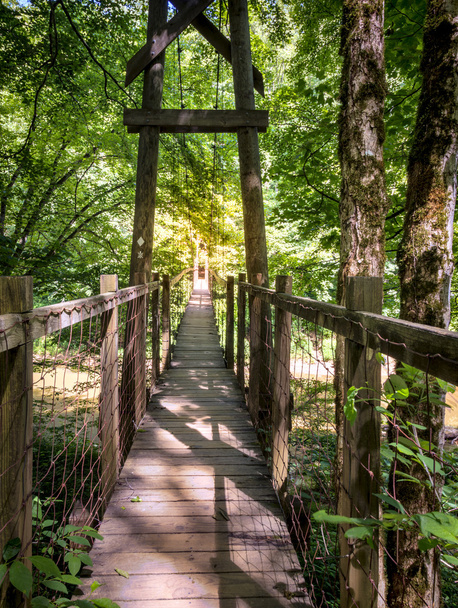 Puente colgante en el bosque
 - Foto, imagen