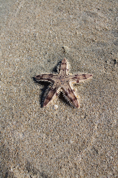 Starfish na praia
 - Foto, Imagem