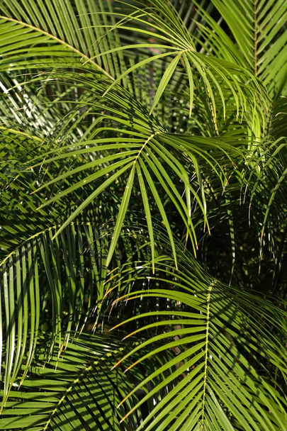 Palm boom achtergrond - Foto, afbeelding