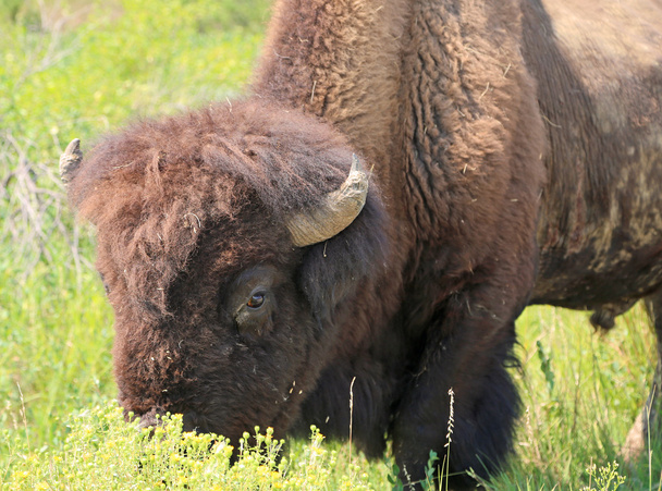 Buffalo atrás de flores - Dakota do Norte
 - Foto, Imagem