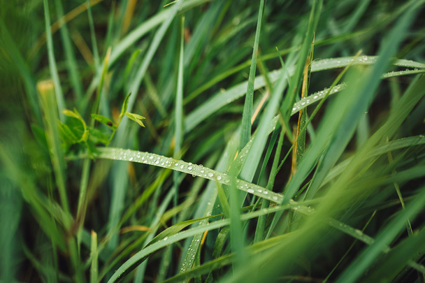 vesipisarat vihreällä ruoholla - Valokuva, kuva