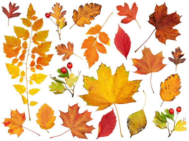 Коллекция осенних листьев, комплект предметов изолирован на белом
 - Фото, изображение