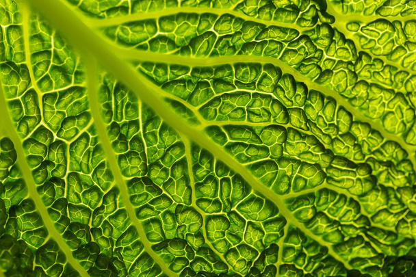 Fresh green savoy cabbage leaf as a texture background - Photo, image