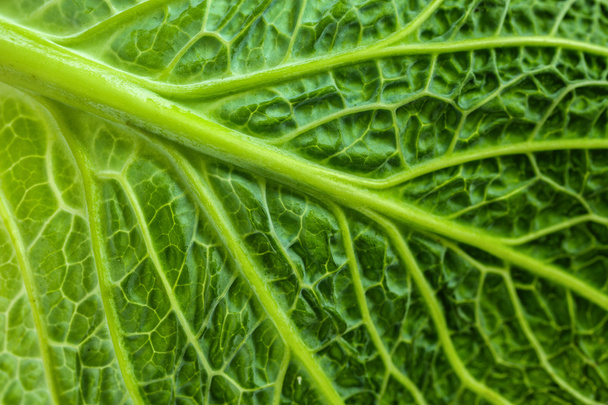 Fresh green savoy cabbage leaf as a texture background - Фото, изображение