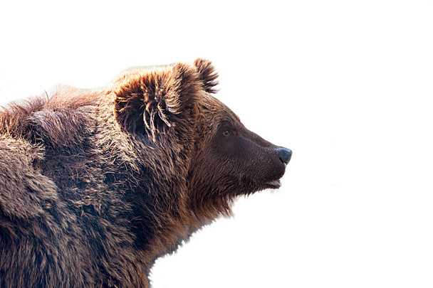 Великий коричневий ведмідь ізольований на білому тлі
 - Фото, зображення