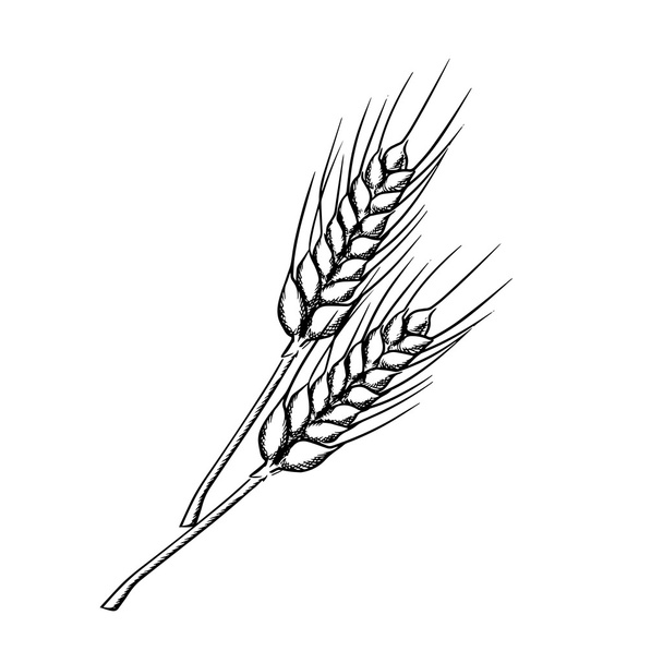 Esboço de trigo com grãos maduros
 - Vetor, Imagem