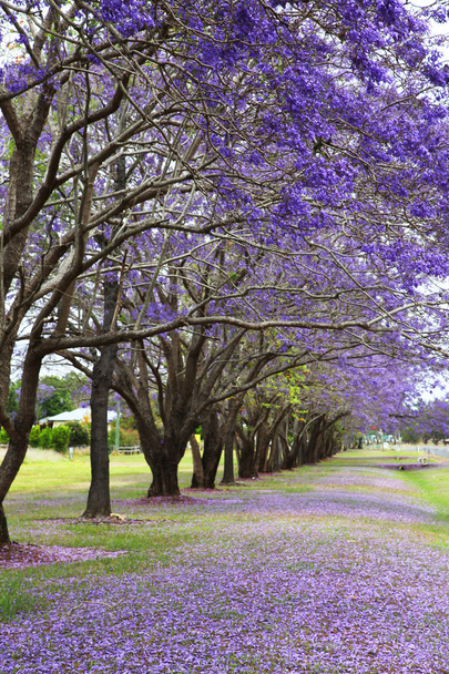 Jacaranda púrpura
 - Foto, imagen