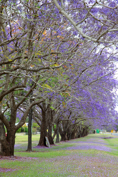 Purple Jacaranda trees - Photo, Image