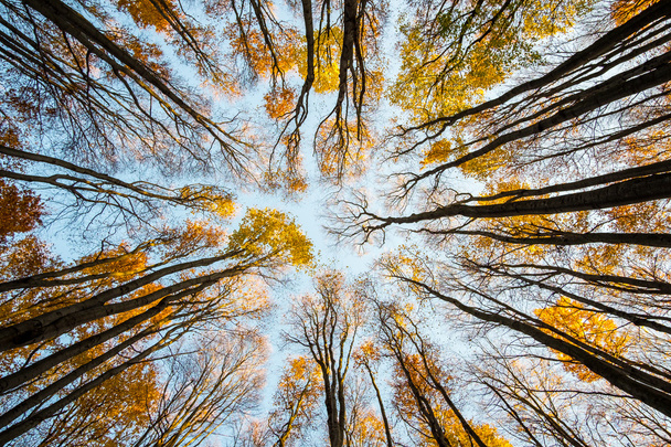 Árvores de outono silhuetas contra céu
 - Foto, Imagem
