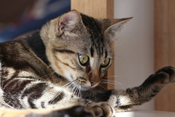 Európai szürke macska - Fotó, kép