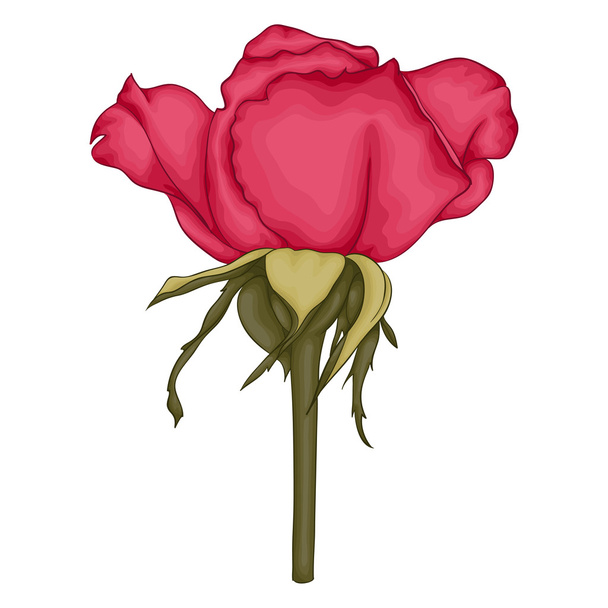 όμορφο κόκκινο τριαντάφυλλο απομονωμένο σε λευκό φόντο. - Διάνυσμα, εικόνα