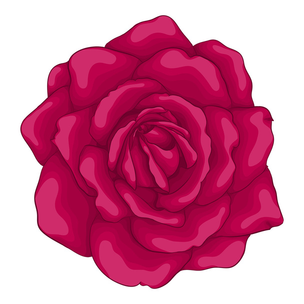 όμορφο κόκκινο τριαντάφυλλο απομονωμένο σε λευκό φόντο. - Διάνυσμα, εικόνα