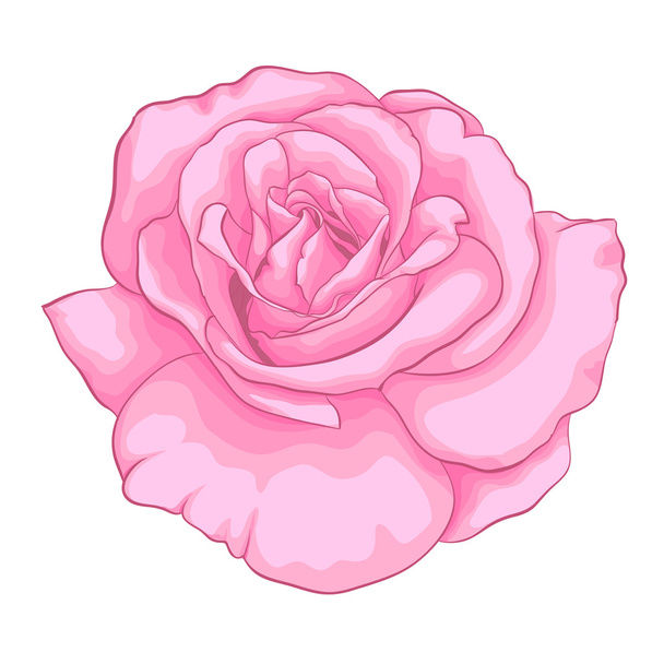 Piękna różowa róża na białym tle. - Wektor, obraz