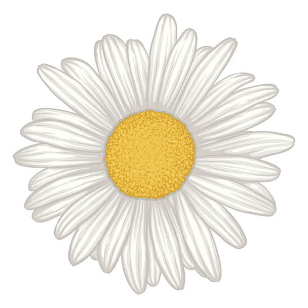 piękna biała Margerytka kwiat na białym tle. - Wektor, obraz