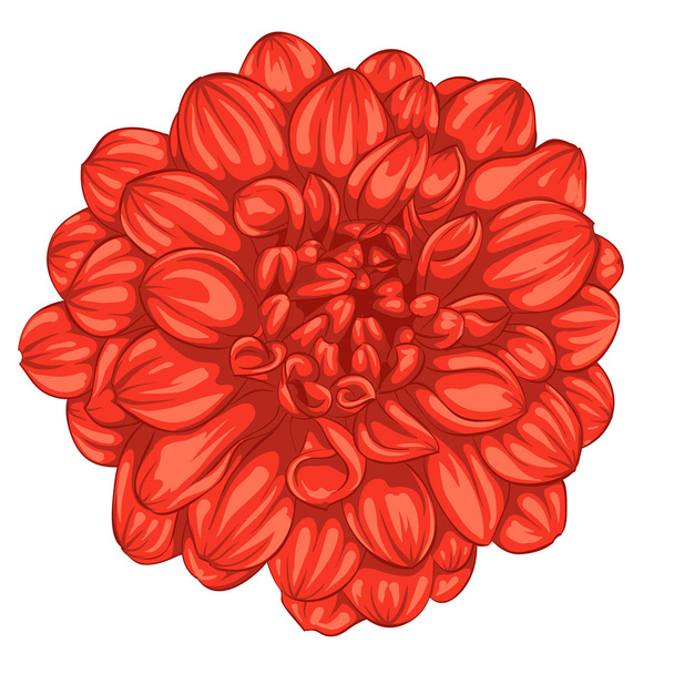 beautiful red dahlia isolated on white background. - ベクター画像