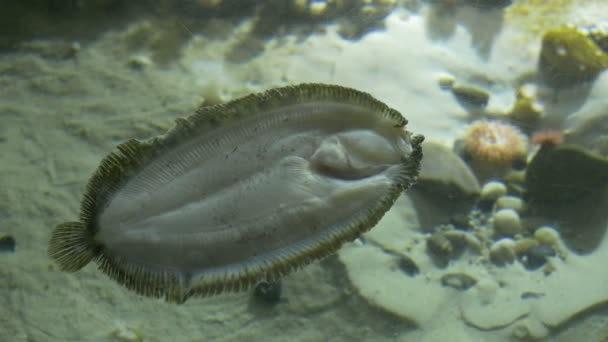 Flat Fish in Aquarium - Footage, Video
