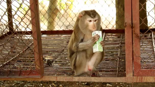 Monkeys are feeding and drinking - Filmmaterial, Video