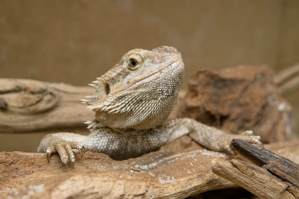 Vértes központi szakállas sárkány feje - Fotó, kép