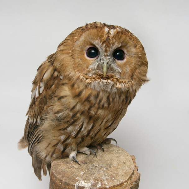 Brown Owl - Photo, Image