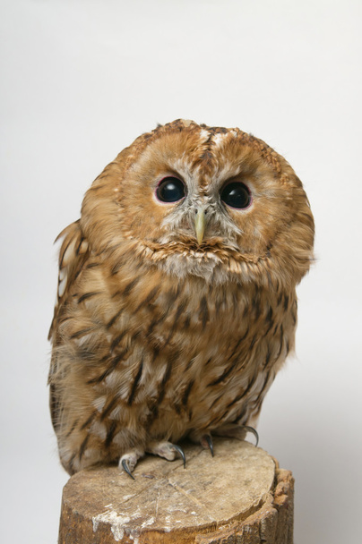 Brown Owl - Foto, afbeelding