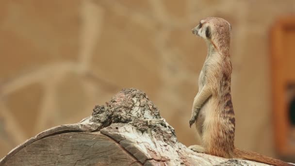 Meerkat looking out for danger - Кадры, видео