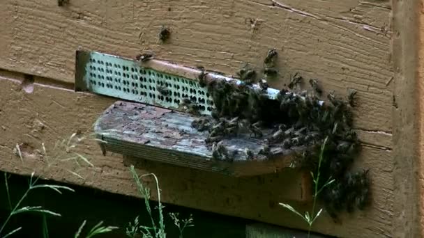Busy bees at the hive. Pszczola. - Footage, Video