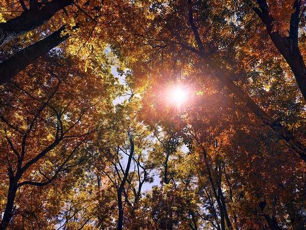o sol brilha através das árvores na floresta do autum
 - Foto, Imagem