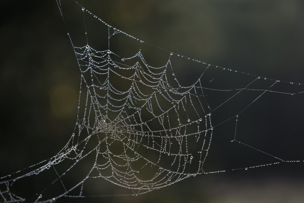 Çiğ dolu örümcek ağı - Fotoğraf, Görsel