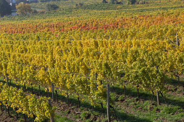Plantaciones de viñedos en Austria
 - Foto, Imagen