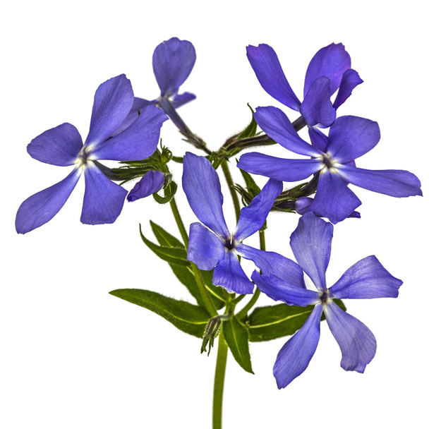 Flowers phlox, isolated on white background - Photo, Image