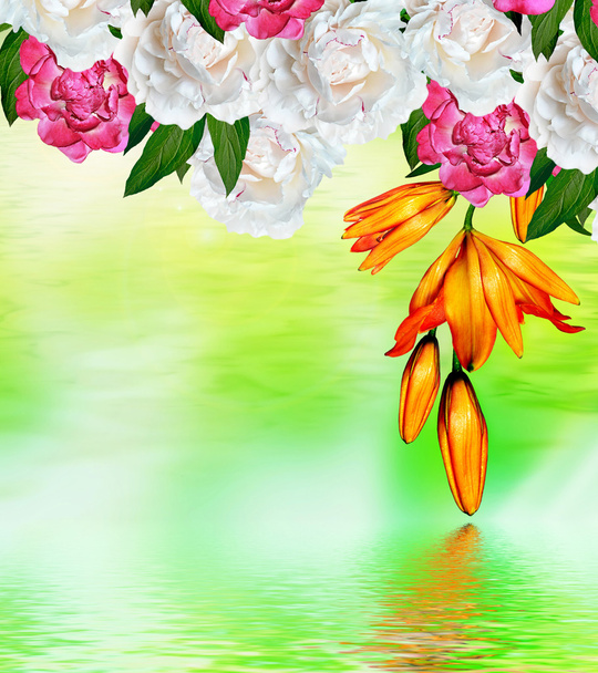 Květinové pozadí jemné květy zvonků - Fotografie, Obrázek