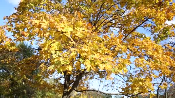 sonbahar park sarı yaprakları - Video, Çekim