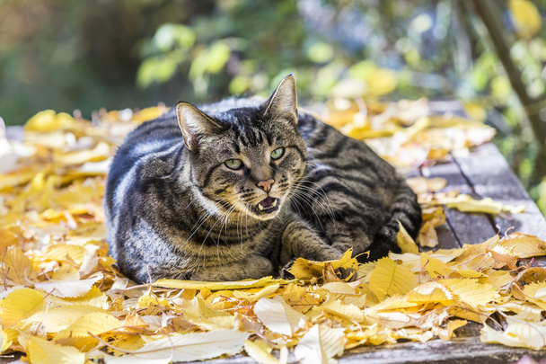 kedi bir bırak yatakta sonbaharda ılık ışık sahiptir - Fotoğraf, Görsel