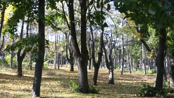 podzimní park žluté listy - Záběry, video