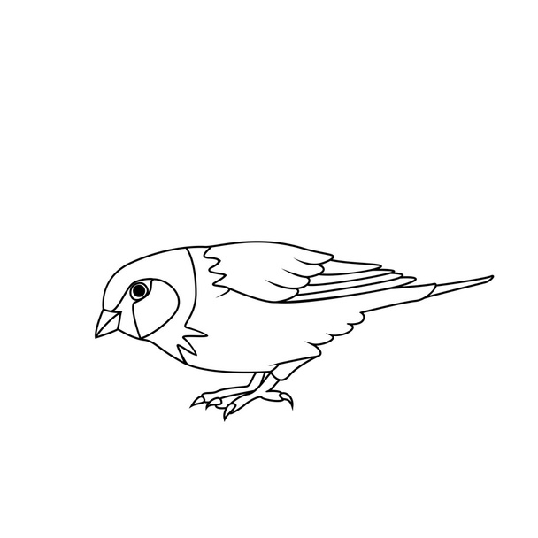 Coloring book: Sparrow - Vektör, Görsel
