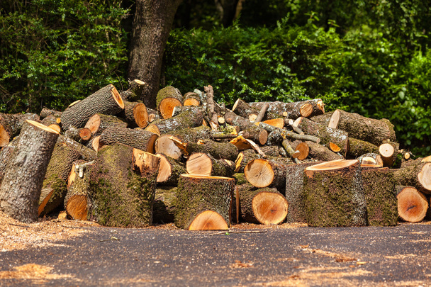 Big pile of wood logs - Photo, Image