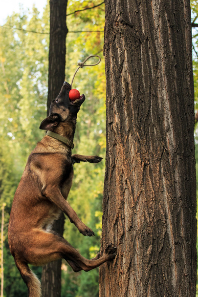 La formación del perro pastor belga
 - Foto, Imagen