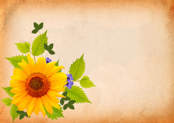 Background with sunflower - Fotografie, Obrázek