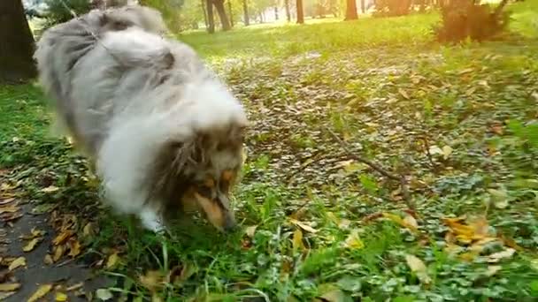 Rough Collie In Slow Motion - Video