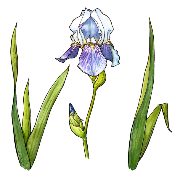 iris with leaves - Фото, зображення