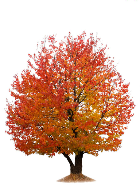 Cerezo de otoño aislado en blanco
 - Foto, Imagen