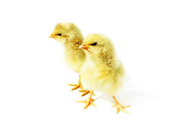 Petits poulets pelucheux
 - Photo, image