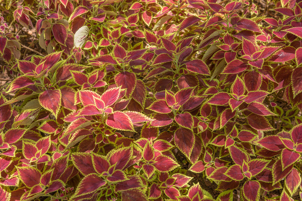 Decorative floral background of Coleus plant - Photo, Image