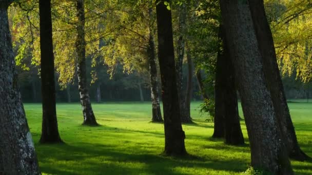 fák a parkban - Felvétel, videó